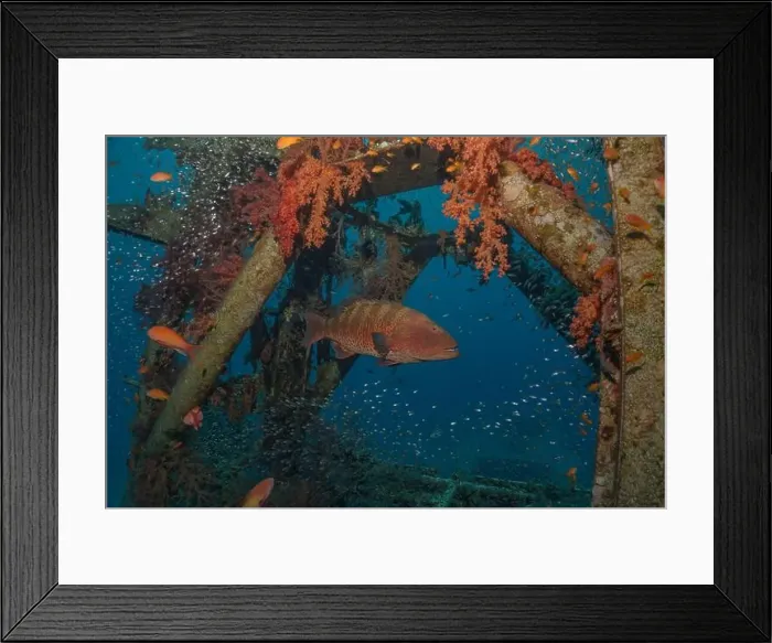 Framed Print : Fish swimming in the Red Sea, colorful fish, Eilat Israel Framed Print : Fish swimming in the Red Sea, colorful fish, Eilat Israel