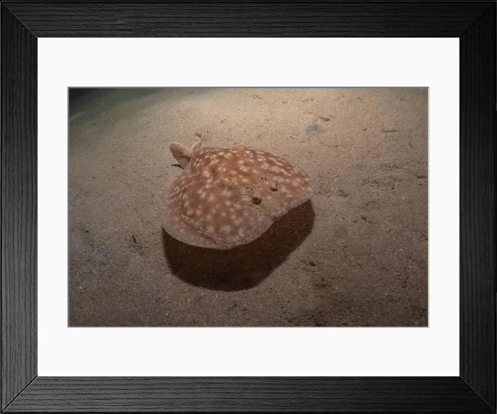 Framed Print : Torpedo sinuspersici On the seabed in the Red Sea, Israel Framed Print : Torpedo sinuspersici On the seabed in the Red Sea, Israel