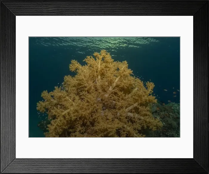 Framed Print : Coral reef and water plants in the Red Sea, Eilat Israel Framed Print : Coral reef and water plants in the Red Sea, Eilat Israel