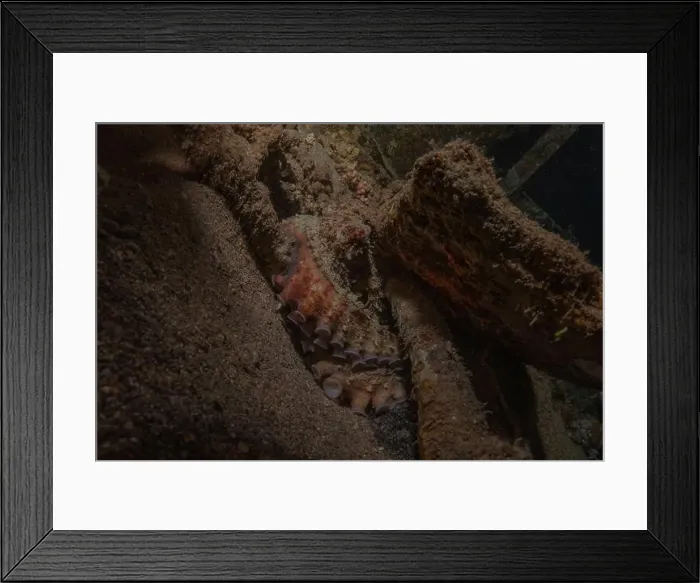 Framed Print : Octopus king of camouflage in the Red Sea, Eilat Israel Framed Print : Octopus king of camouflage in the Red Sea, Eilat Israel