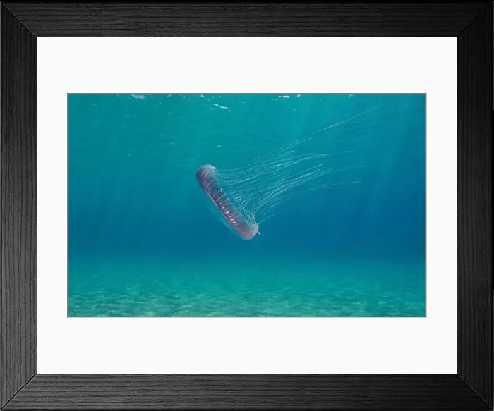 Framed Print : Jellyfish underwater in the sea (Aequorea forskalea), natural scene, Mediterranean sea, Spain