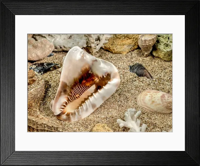 Framed Print : Caribbean King Helmet sea snail shell Cassis Tuberosa on a sand underwater Framed Print : Caribbean King Helmet sea snail shell Cassis Tuberosa on a sand underwater