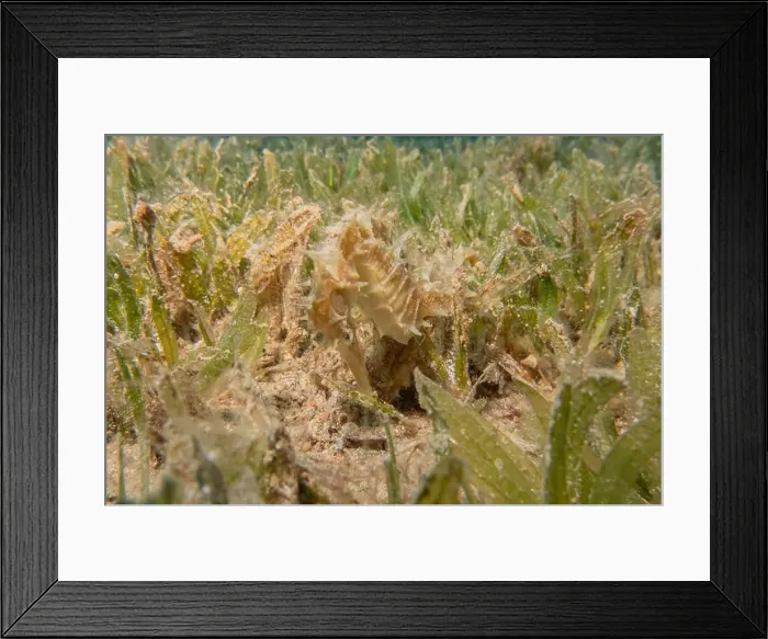 Framed Print : Sea Horse in the Red Sea Colorful and beautiful, Eilat Israel Framed Print : Sea Horse in the Red Sea Colorful and beautiful, Eilat Israel