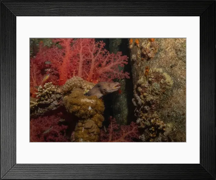 Framed Print : Moray eel Mooray lycodontis undulatus in the Red Sea, Eilat Israel Framed Print : Moray eel Mooray lycodontis undulatus in the Red Sea, Eilat Israel