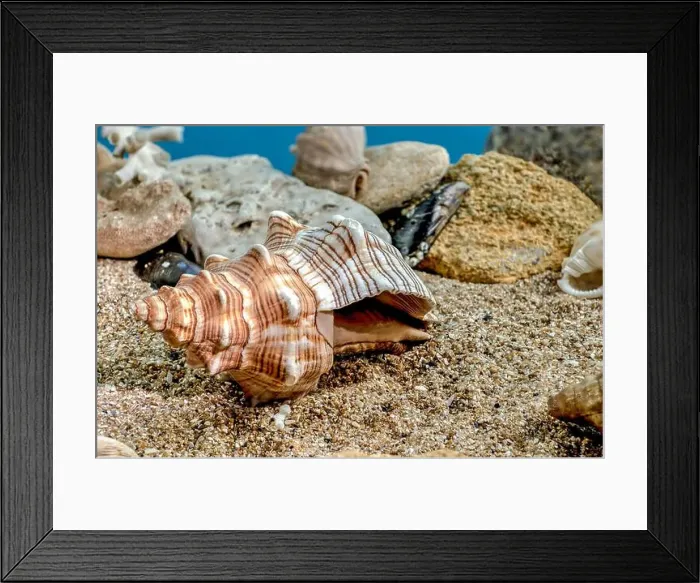 Framed Print : Pleuroploca trapezium or Trapezium fascilarium seashell on a sand underwater Framed Print : Pleuroploca trapezium or Trapezium fascilarium seashell on a sand underwater