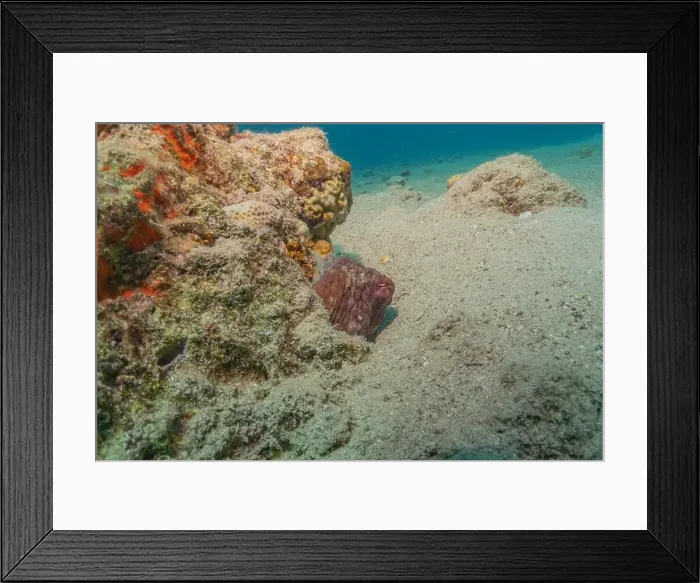 Framed Print : Octopus king of camouflage in the Red Sea, Eilat Israel