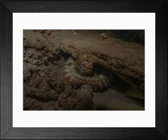 Framed Print : Octopus king of camouflage in the Red Sea, Eilat Israel Framed Print : Octopus king of camouflage in the Red Sea, Eilat Israel