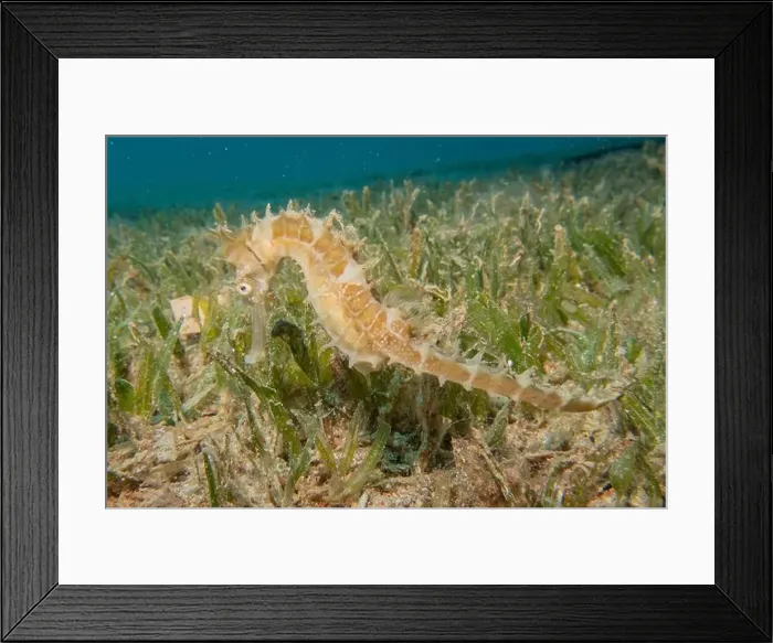 Framed Print : Sea Horse in the Red Sea Colorful and beautiful, Eilat Israel Framed Print : Sea Horse in the Red Sea Colorful and beautiful, Eilat Israel