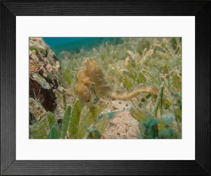 Framed Print : Sea Horse in the Red Sea Colorful and beautiful, Eilat Israel Framed Print : Sea Horse in the Red Sea Colorful and beautiful, Eilat Israel