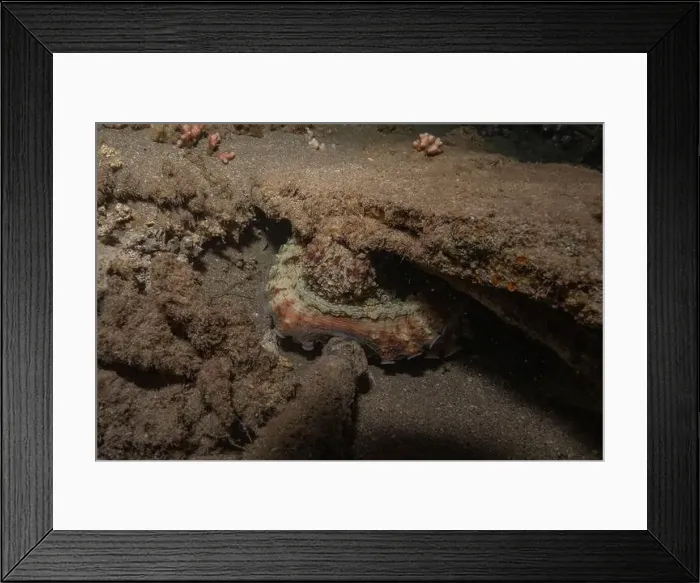 Framed Print : Octopus king of camouflage in the Red Sea, Eilat Israel Framed Print : Octopus king of camouflage in the Red Sea, Eilat Israel