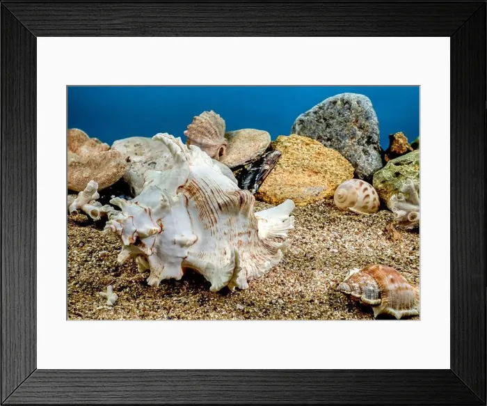 Framed Print : White Chicoreus Ramosus Murex seashell on a sand underwater Framed Print : White Chicoreus Ramosus Murex seashell on a sand underwater