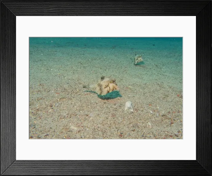 Framed Print : Fish swimming in the Red Sea, colorful fish, Eilat Israel Framed Print : Fish swimming in the Red Sea, colorful fish, Eilat Israel