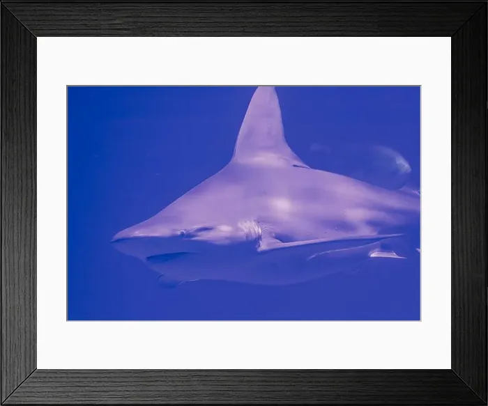 Framed Print : Underwater Shark Encounter: Captivating Marine Wildlife Framed Print : Underwater Shark Encounter: Captivating Marine Wildlife