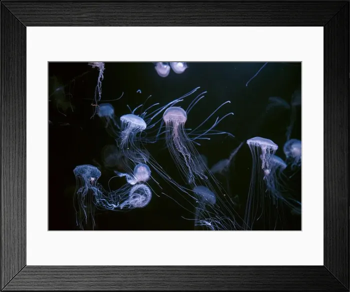 Framed Print : Atlantic sea nettle, Chrysaora quinquecirrha Framed Print : Atlantic sea nettle, Chrysaora quinquecirrha