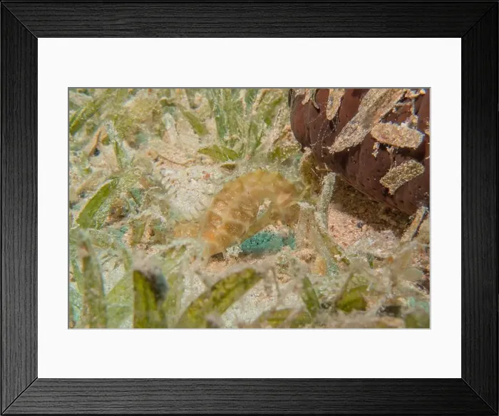 Framed Print : Sea Horse in the Red Sea Colorful and beautiful, Eilat Israel Framed Print : Sea Horse in the Red Sea Colorful and beautiful, Eilat Israel