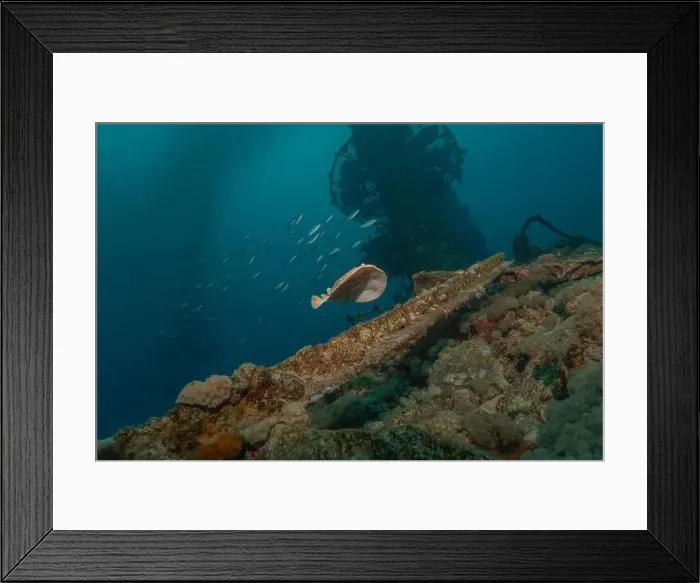 Framed Print : Torpedo sinuspersici On the seabed in the Red Sea, Israel Framed Print : Torpedo sinuspersici On the seabed in the Red Sea, Israel