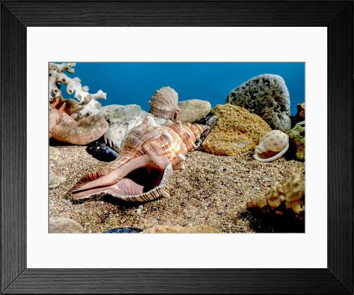 Framed Print : Pleuroploca trapezium or Trapezium fascilarium seashell on a sand underwater Framed Print : Pleuroploca trapezium or Trapezium fascilarium seashell on a sand underwater
