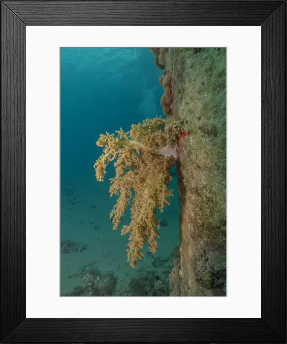 Framed Print : Coral reef and water plants in the Red Sea, Eilat Israel