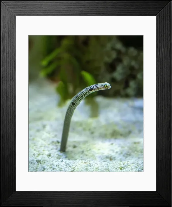 Framed Print : Portrait of a Spotted Garden Eel, Heteroconger hassi Framed Print : Portrait of a Spotted Garden Eel, Heteroconger hassi