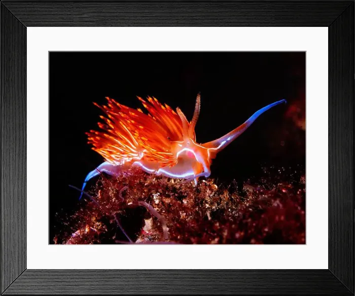 Framed Print : Underwater shot of a seaslug (Dondice banyulesis) Framed Print : Underwater shot of a seaslug (Dondice banyulesis)