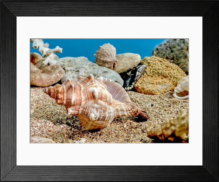 Framed Print : Pleuroploca trapezium or Trapezium fascilarium seashell on a sand underwater Framed Print : Pleuroploca trapezium or Trapezium fascilarium seashell on a sand underwater