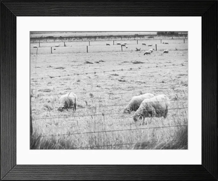 Framed Print : My Partner and I (mostly my partner) have been planning on traveling across the South Island for the pass year Framed Print : My Partner and I (mostly my partner) have been planning on traveling across the South Island for the pass year