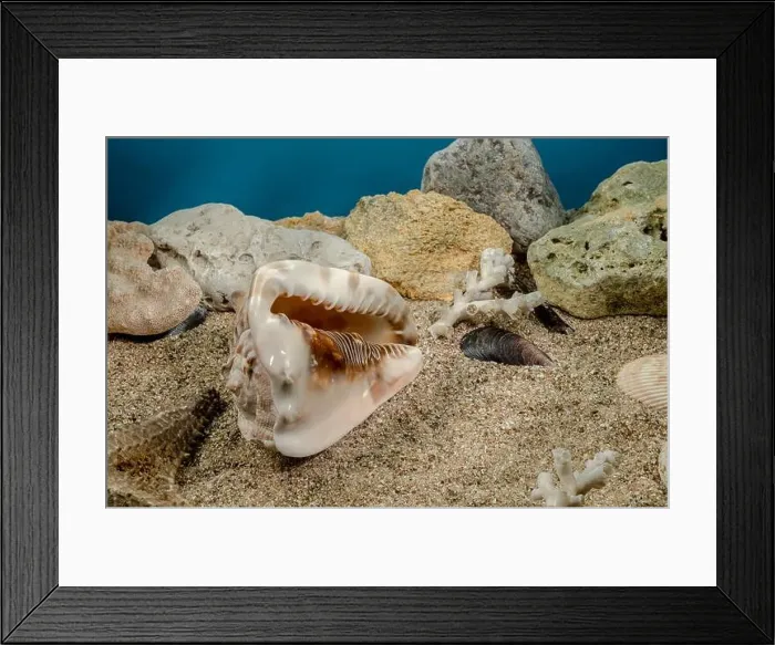 Framed Print : Caribbean King Helmet sea snail shell Cassis Tuberosa on a sand underwater Framed Print : Caribbean King Helmet sea snail shell Cassis Tuberosa on a sand underwater