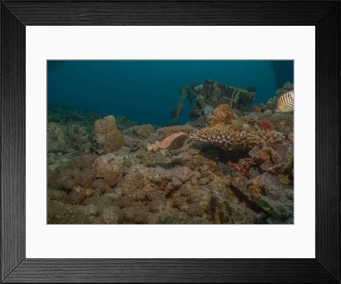 Framed Print : Torpedo sinuspersici On the seabed in the Red Sea, Israel Framed Print : Torpedo sinuspersici On the seabed in the Red Sea, Israel