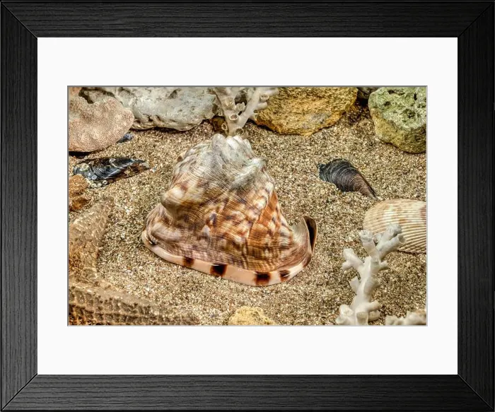 Framed Print : Caribbean King Helmet sea snail shell Cassis Tuberosa on a sand underwater Framed Print : Caribbean King Helmet sea snail shell Cassis Tuberosa on a sand underwater