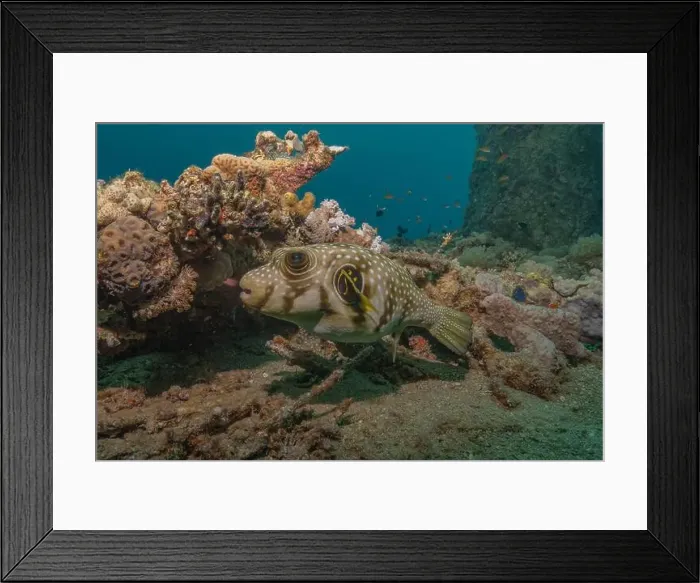 Framed Print : Fish swimming in the Red Sea, colorful fish, Eilat Israel Framed Print : Fish swimming in the Red Sea, colorful fish, Eilat Israel