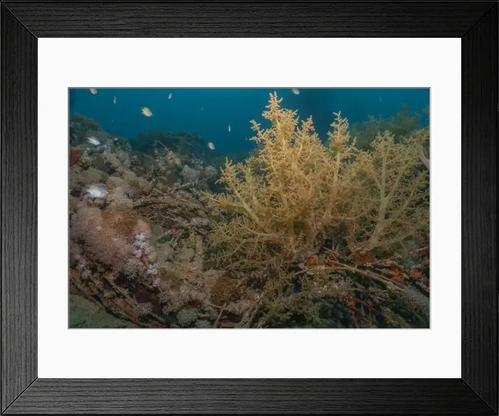 Framed Print : Coral reef and water plants in the Red Sea, Eilat Israel Framed Print : Coral reef and water plants in the Red Sea, Eilat Israel