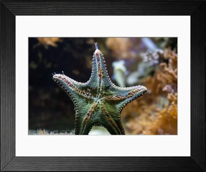 Framed Print : Underside of Sea Star Framed Print : Underside of Sea Star