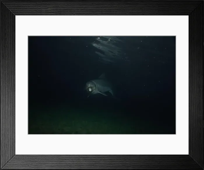 Framed Print : Dolphin swimming in the Red Sea, Eilat Israel Framed Print : Dolphin swimming in the Red Sea, Eilat Israel