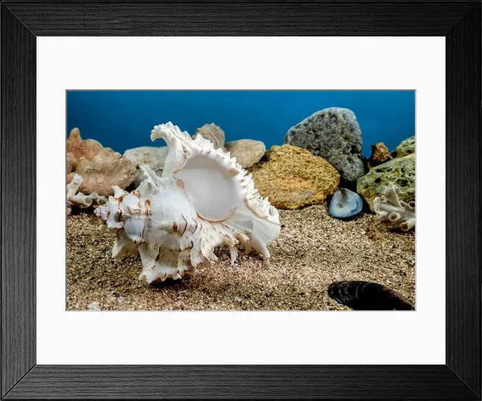 Framed Print : White Chicoreus Ramosus Murex seashell on a sand underwater Framed Print : White Chicoreus Ramosus Murex seashell on a sand underwater