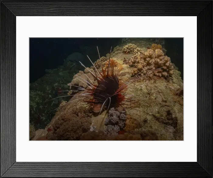 Framed Print : Lionfish in the Red Sea colorful fish, Eilat Israel Framed Print : Lionfish in the Red Sea colorful fish, Eilat Israel