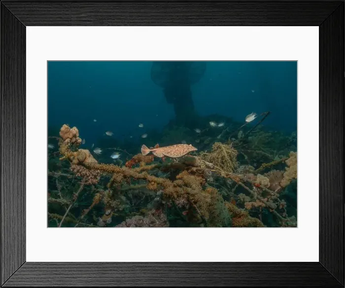 Framed Print : Torpedo sinuspersici On the seabed in the Red Sea, Israel Framed Print : Torpedo sinuspersici On the seabed in the Red Sea, Israel