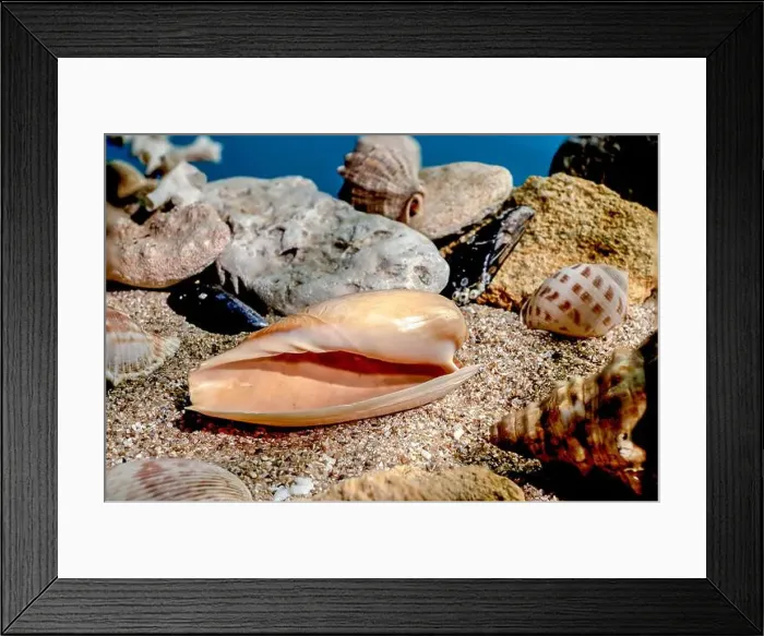 Framed Print : Orange Ornate olive snail or cryptospira seashell on a sand underwater Framed Print : Orange Ornate olive snail or cryptospira seashell on a sand underwater
