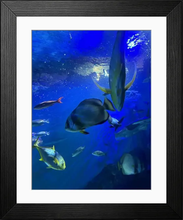 Framed Print : Different fishes swimming in sea, low angle view. Underwater world Framed Print : Different fishes swimming in sea, low angle view. Underwater world