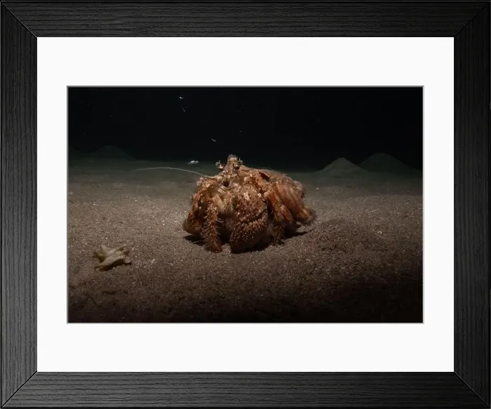 Framed Print : Hermit Crab in the Red Sea Colorful and beautiful, Eilat Israel Framed Print : Hermit Crab in the Red Sea Colorful and beautiful, Eilat Israel