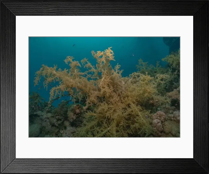 Framed Print : Coral reef and water plants in the Red Sea, Eilat Israel
