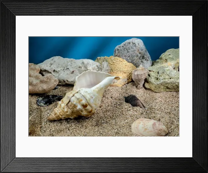 Framed Print : Pleuroploca trapezium sea snail shell Cassis Tuberosa on a sand underwater Framed Print : Pleuroploca trapezium sea snail shell Cassis Tuberosa on a sand underwater