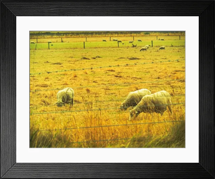 Framed Print : My Partner and I (mostly my partner) have been planning on traveling across the South Island for the pass year Framed Print : My Partner and I (mostly my partner) have been planning on traveling across the South Island for the pass year