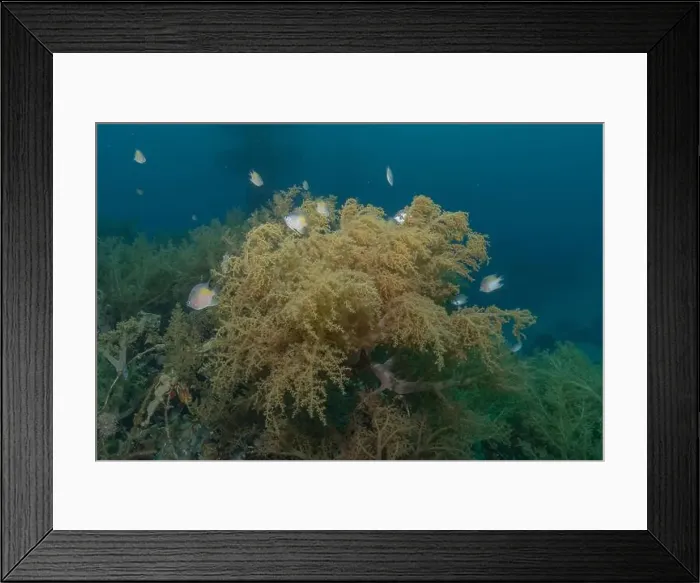 Framed Print : Coral reef and water plants in the Red Sea, Eilat Israel