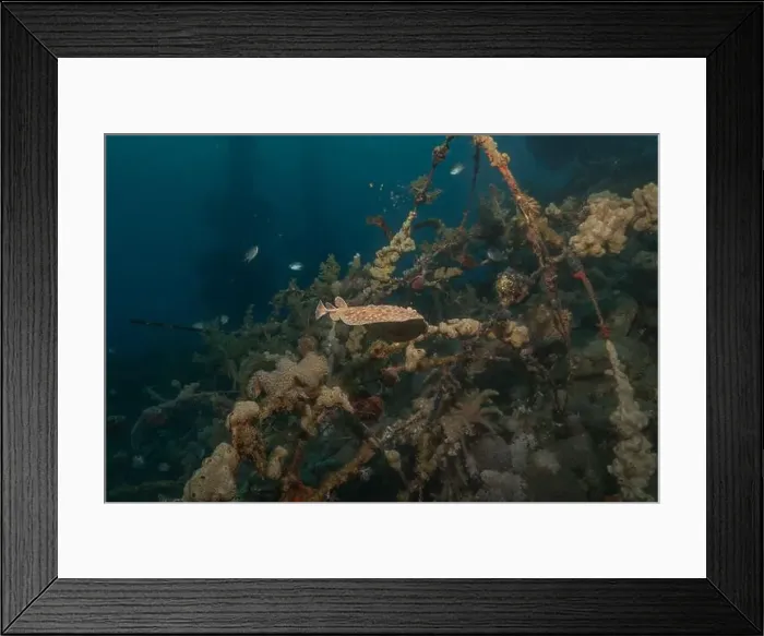 Framed Print : Torpedo sinuspersici On the seabed in the Red Sea, Israel Framed Print : Torpedo sinuspersici On the seabed in the Red Sea, Israel