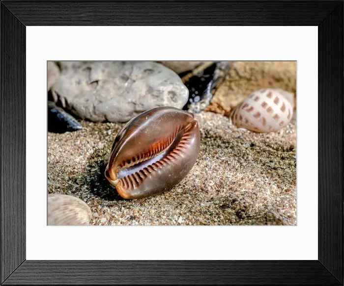 Framed Print : Mauritia Mauritiana or chocolate cowry, humpback cowry, seashell on a sand underwater Framed Print : Mauritia Mauritiana or chocolate cowry, humpback cowry, seashell on a sand underwater