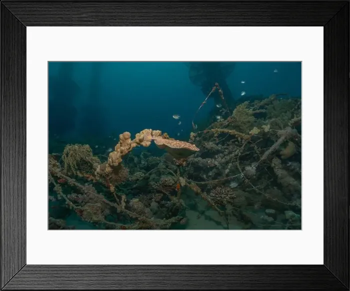 Framed Print : Torpedo sinuspersici On the seabed in the Red Sea, Israel Framed Print : Torpedo sinuspersici On the seabed in the Red Sea, Israel