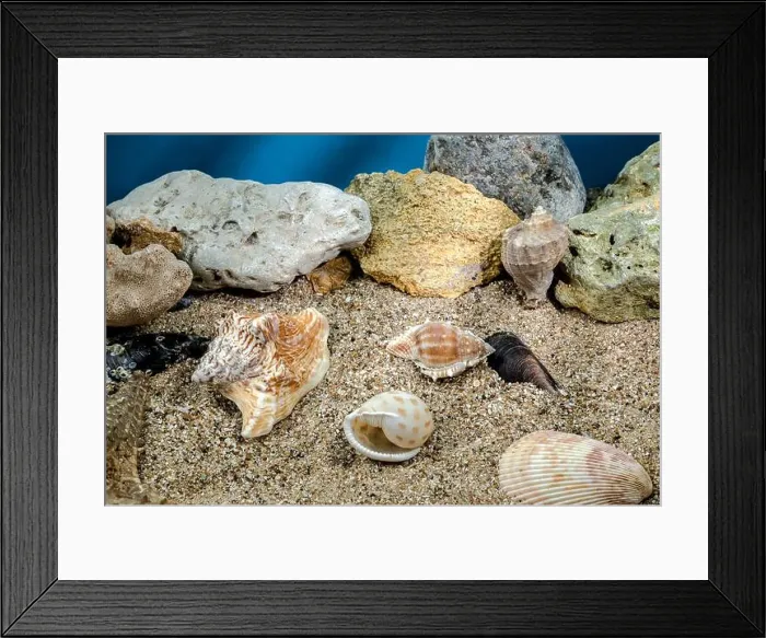 Framed Print : Several different seashells on a sand underwater Framed Print : Several different seashells on a sand underwater