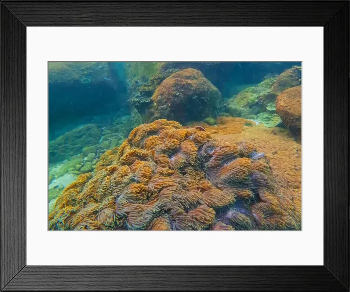 Framed Print : Sea anemone tentacles colony settlements in their natural habitat warm tropical waters on rocks corals reef Framed Print : Sea anemone tentacles colony settlements in their natural habitat warm tropical waters on rocks corals reef
