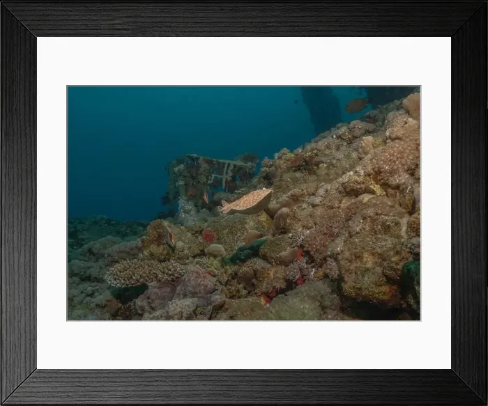 Framed Print : Torpedo sinuspersici On the seabed in the Red Sea, Israel