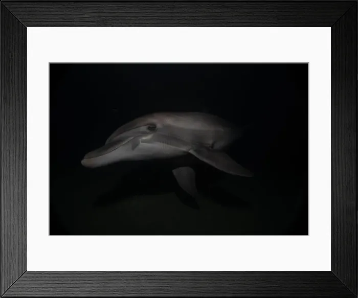 Framed Print : Dolphin swimming in the Red Sea, Eilat Israel Framed Print : Dolphin swimming in the Red Sea, Eilat Israel